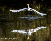 Great white Egret, Australia