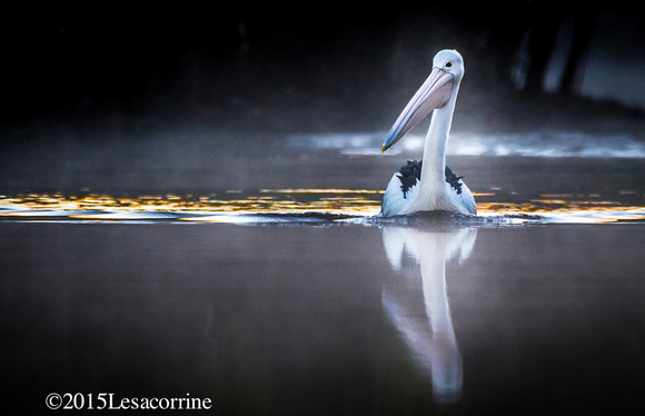 White Pelican, AU.
