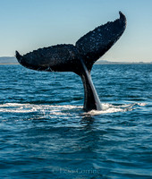Humpback Whales, Australia.