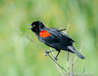 Red wing black bird, CA.
