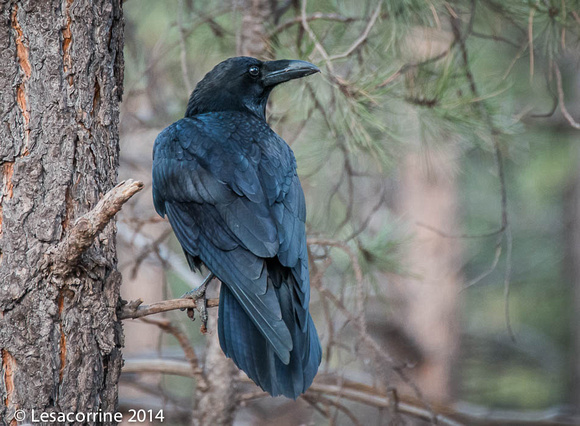 The Black Raven, CA.