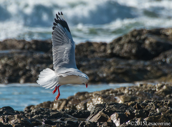 Australian seagull