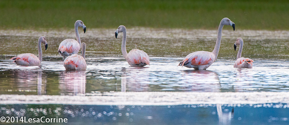 Pink Flamingoes , Peru