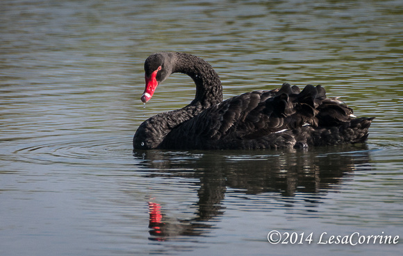 Black Swan, AU.