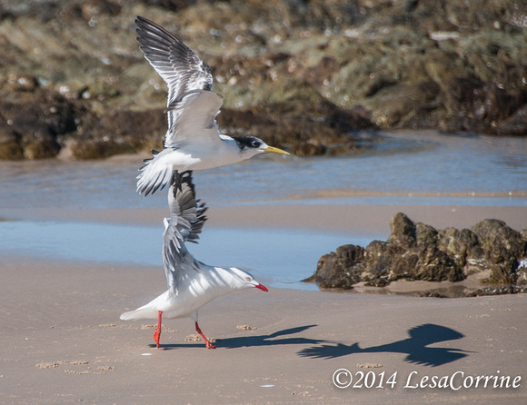 Seagull and Tern, AU.