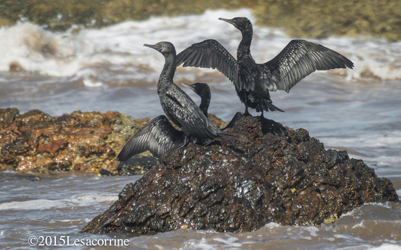 Cormorants, AU.
