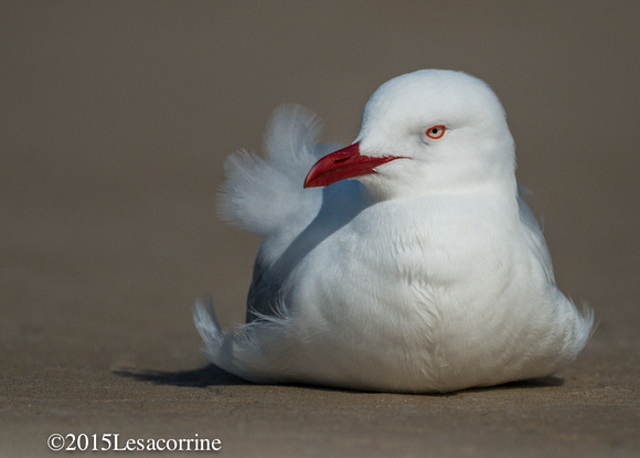 Seagull, AU