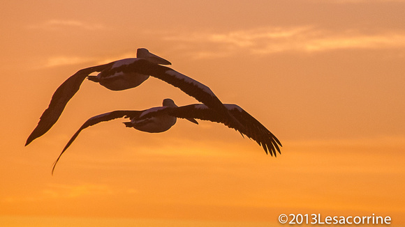 White Pelicans, AU