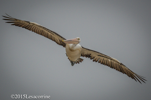 White Pelican, AU