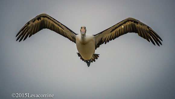 White Pelican, AU.