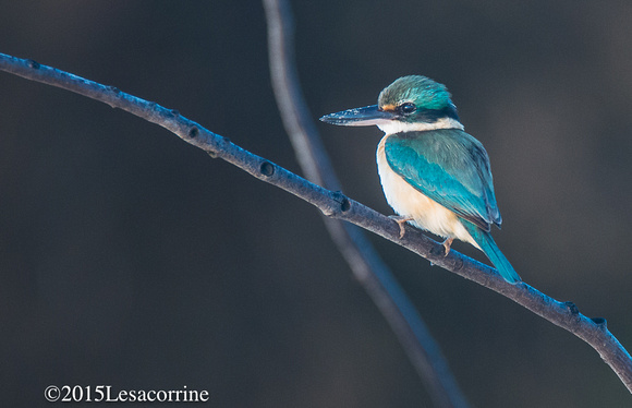 Kingfisher, AU.