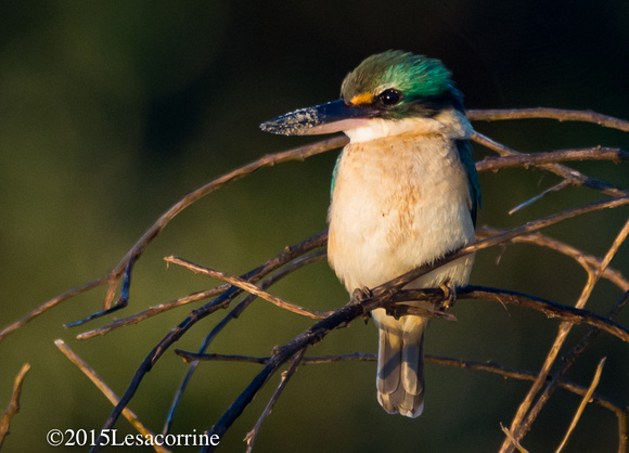Kingfisher , AU