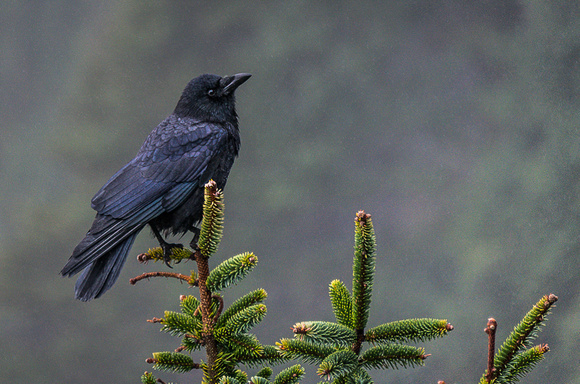 Raven, Oregon