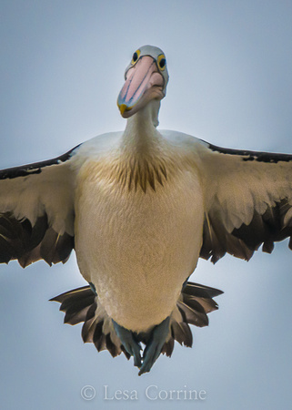 White Pelican, AU