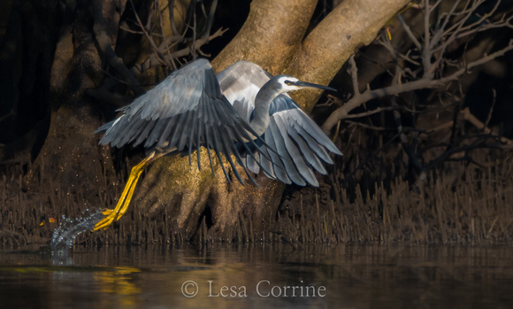 Blue Heron, AU