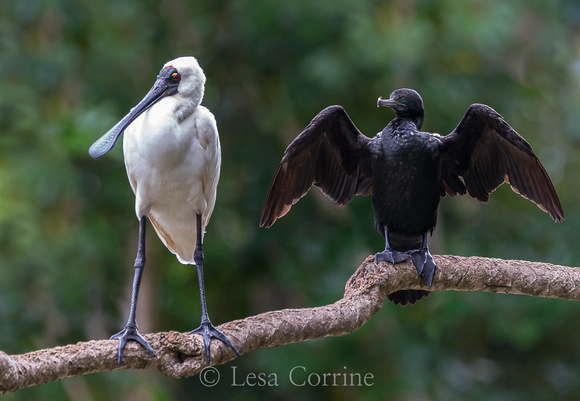 Australian Spoonbill and Cormorant