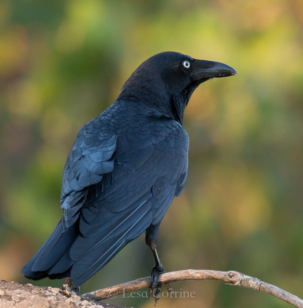 Black crow, AU