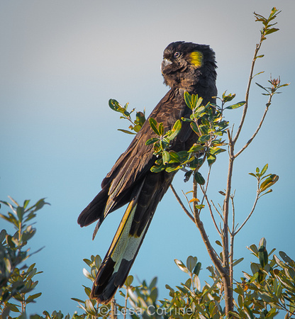 Yellowtail Black Cockatoo, AU